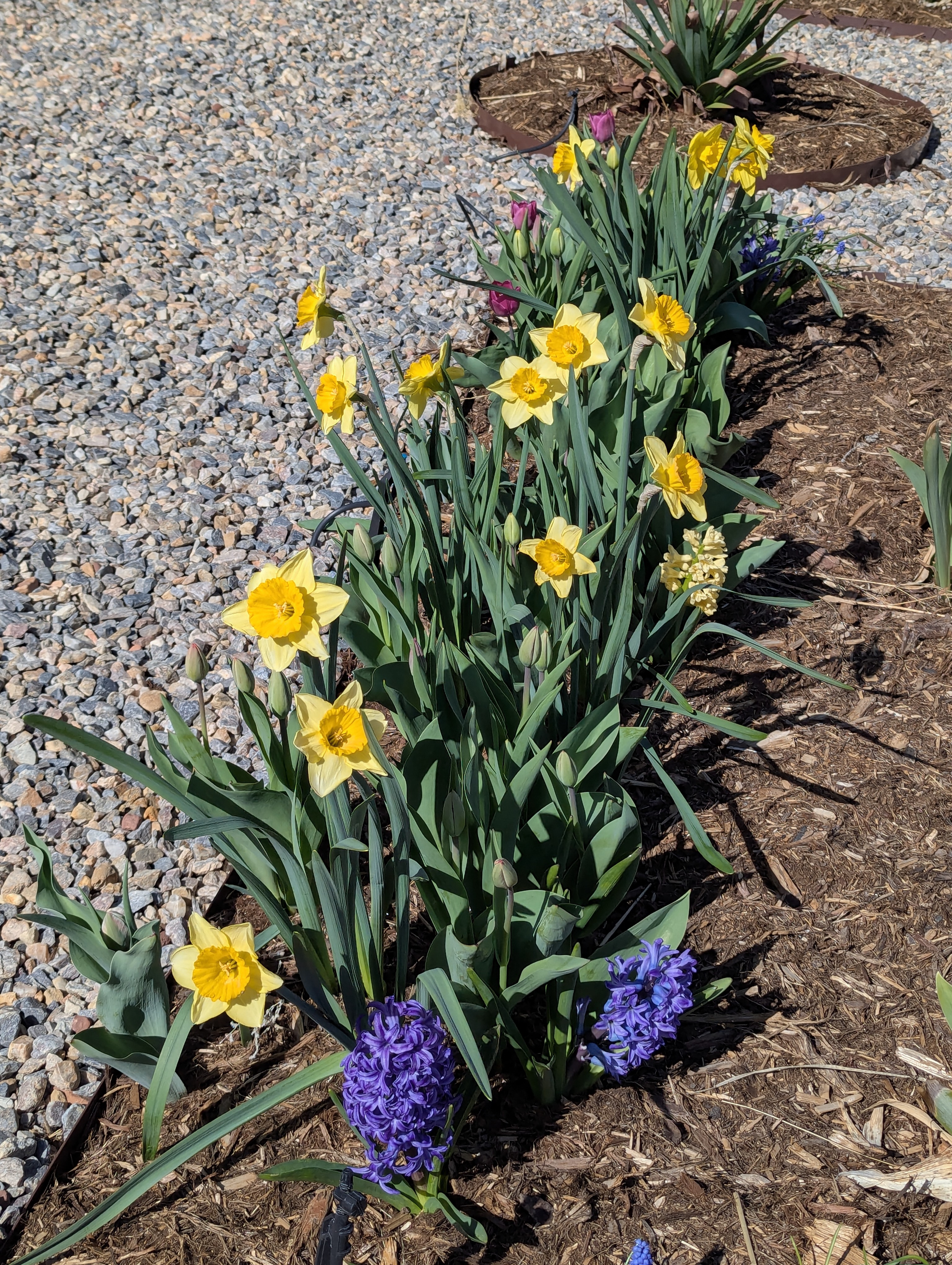 Garden, Flowers, Morrison, Colorado